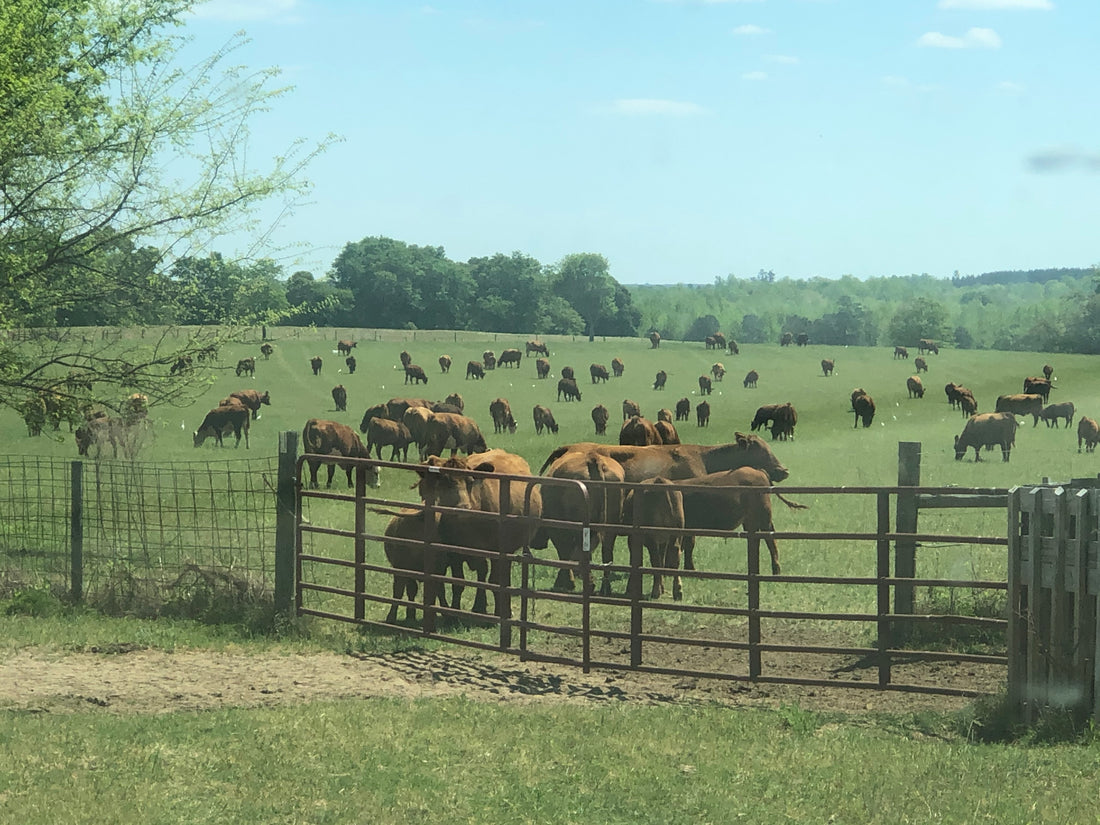 Rabun Ranch Craft Beef: Where regenerative agriculture meets extraordinary taste.