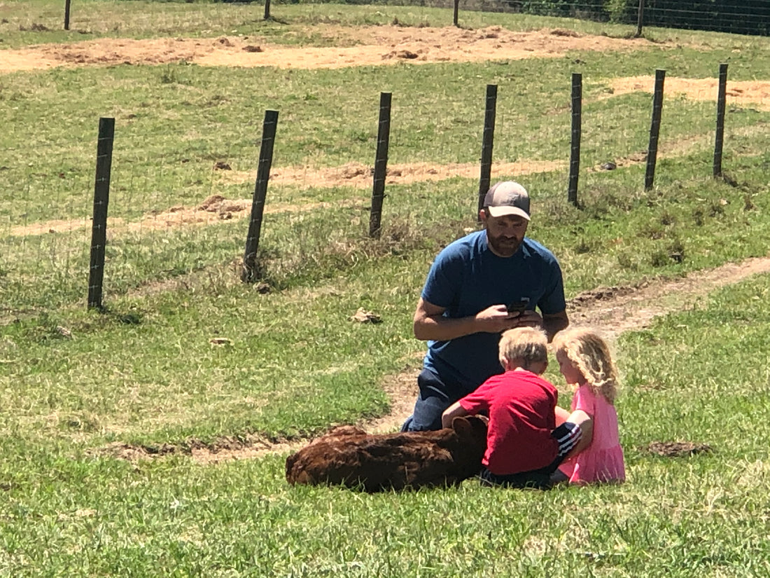 How Grass-Fed Beef Benefits Family Farms and Promotes Sustainable Agriculture